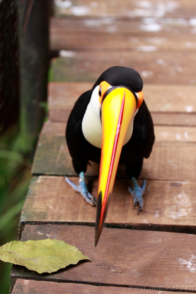 ArgN 1824.jpg - Close-up portrait of the toco toucan. Ramphastos toco.Brazil. Iguazu
